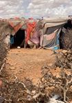 Global Displacement Forecast